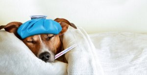 Meningite nei cani: cause, sintomi e trattamento