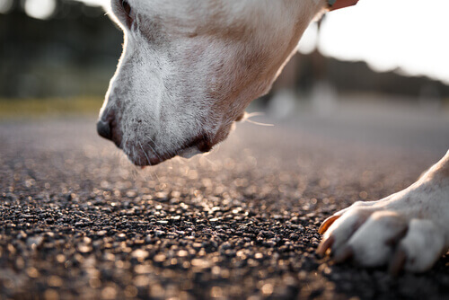 un cane bianco annusa la strada
