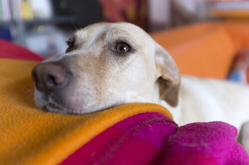 Cane bianco appoggia la testa sulle coperte del letto