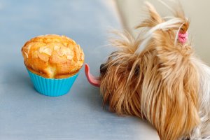 3 ricette di torte per cani da fare a casa