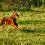 setter irlandese che corre nel parco