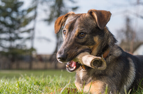 Cane con un osso in bocca sul prato