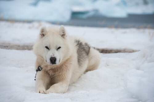 Cane dela groenlandia seduto nella neve