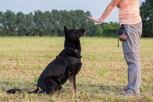 un cane fermo con il comando del padrone