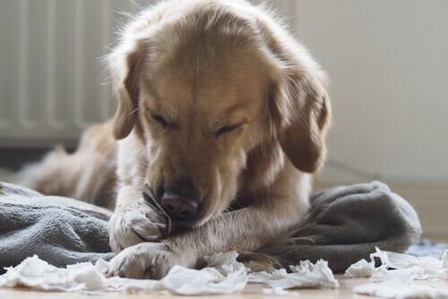 Miasi nei cani: cause, sintomi e trattamento