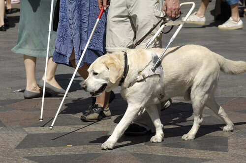 un cane guida accanto a una persona cieca che cammina