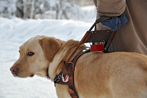 un cane guida sulla neve