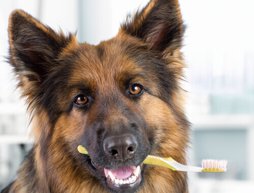 un cane lupo con in bocca uno spazzolino da denti
