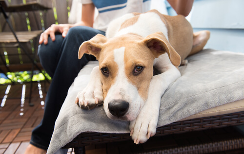 Coccidiosi nei cani, aumentano i casi