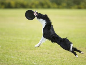 Disc dog: giocare nel parco con il cane