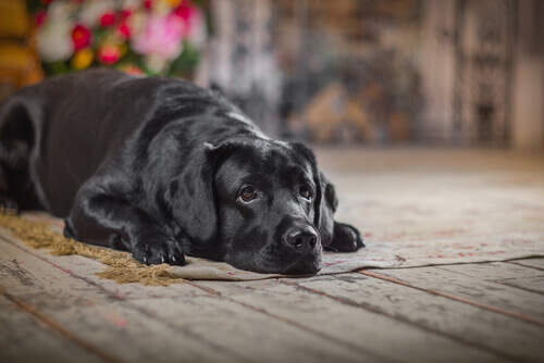 Ferite, emorragie, fratture: come curare il vostro cane