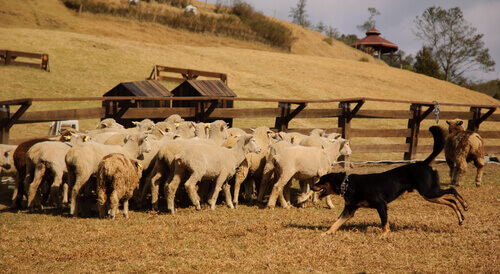 un cane pastore riunisce un gregge