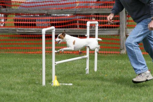 Cane salta in un percorso di agility