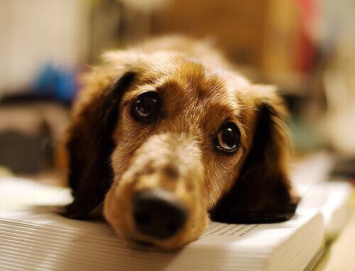 un cane sdraiato sul libro con gli occhioni tristi