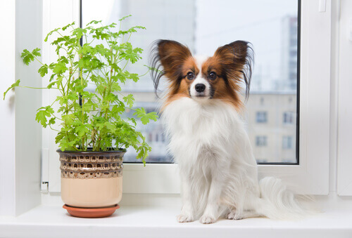 un cane seduto accanto alla finestra vicino a un vaso