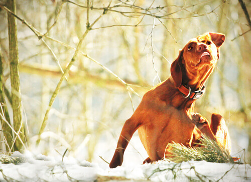 un cane si gratta in un bosco tra la neve