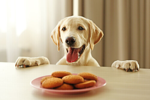 un cane sorridente davanti a dei biscotti