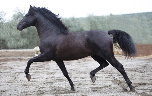 Il cavallo Andaluso, il vero purosangue spagnolo