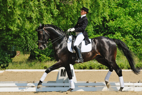 un cavallo elegante realizza un percorso di dressage