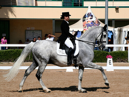 un cavallo grigio impegnato in una prova di dressage