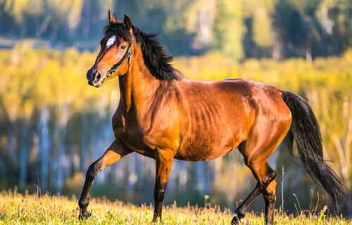 un cavallo marrone passeggia all'aria aperta