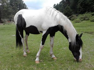 Come scegliere un cavallo nel modo giusto?