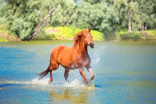 Cavallo corre nel fiume