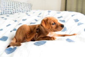 La dermatite piotraumatica nel cane: conoscerla e curarla