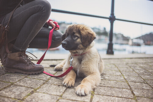 un cucciolo di Leonberger sdraiato in strada