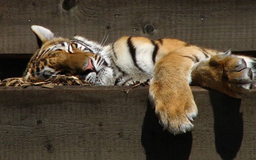 un cucciolo di tigre siberiana dorme in un bioparco