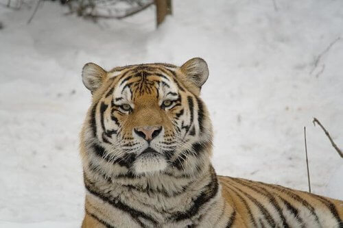 Tigre siberiana, grande predatore in pericolo di estinzione