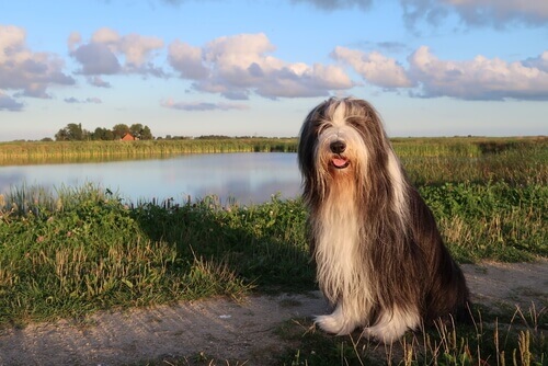 Bearded collie seduto in un parco