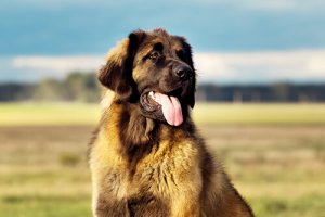 Leonberger, un cane di origine tedesca obbediente e leale