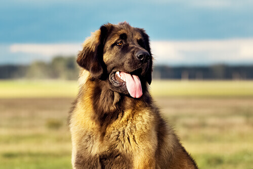 Leonberger, un cane di origine tedesca obbediente e leale