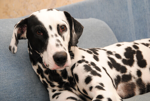 Tumore della pelle nei cani: cause, sintomi e trattamento