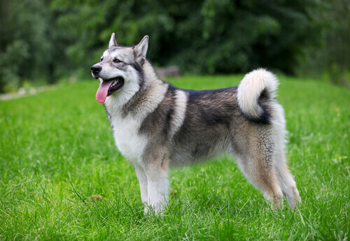 Alaskan malamute