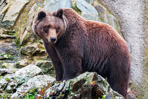 un esemplare di orso bruno americano tra le rocce