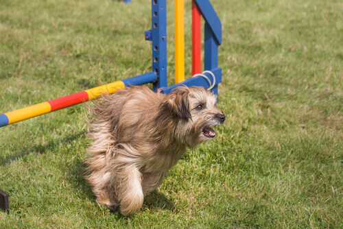 un esemplare di pastore dei Pirenei durante un percorso di agility