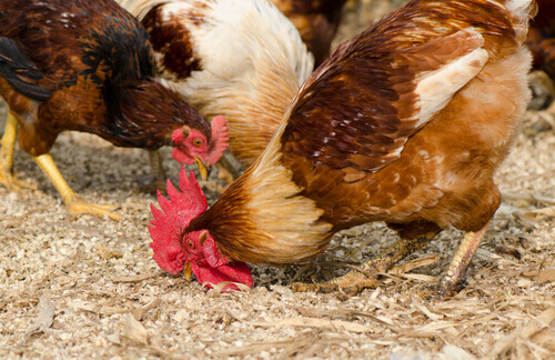 un gallo e delle galline che beccano il mangime sul suolo
