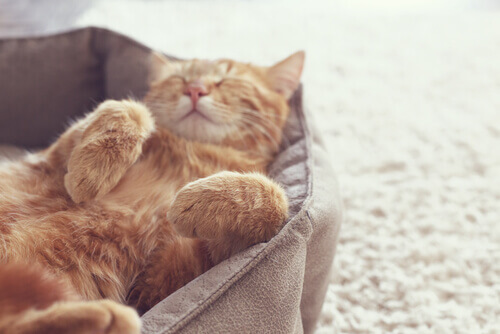 un gattino rosso dorme zampe all'aria nella cuccia