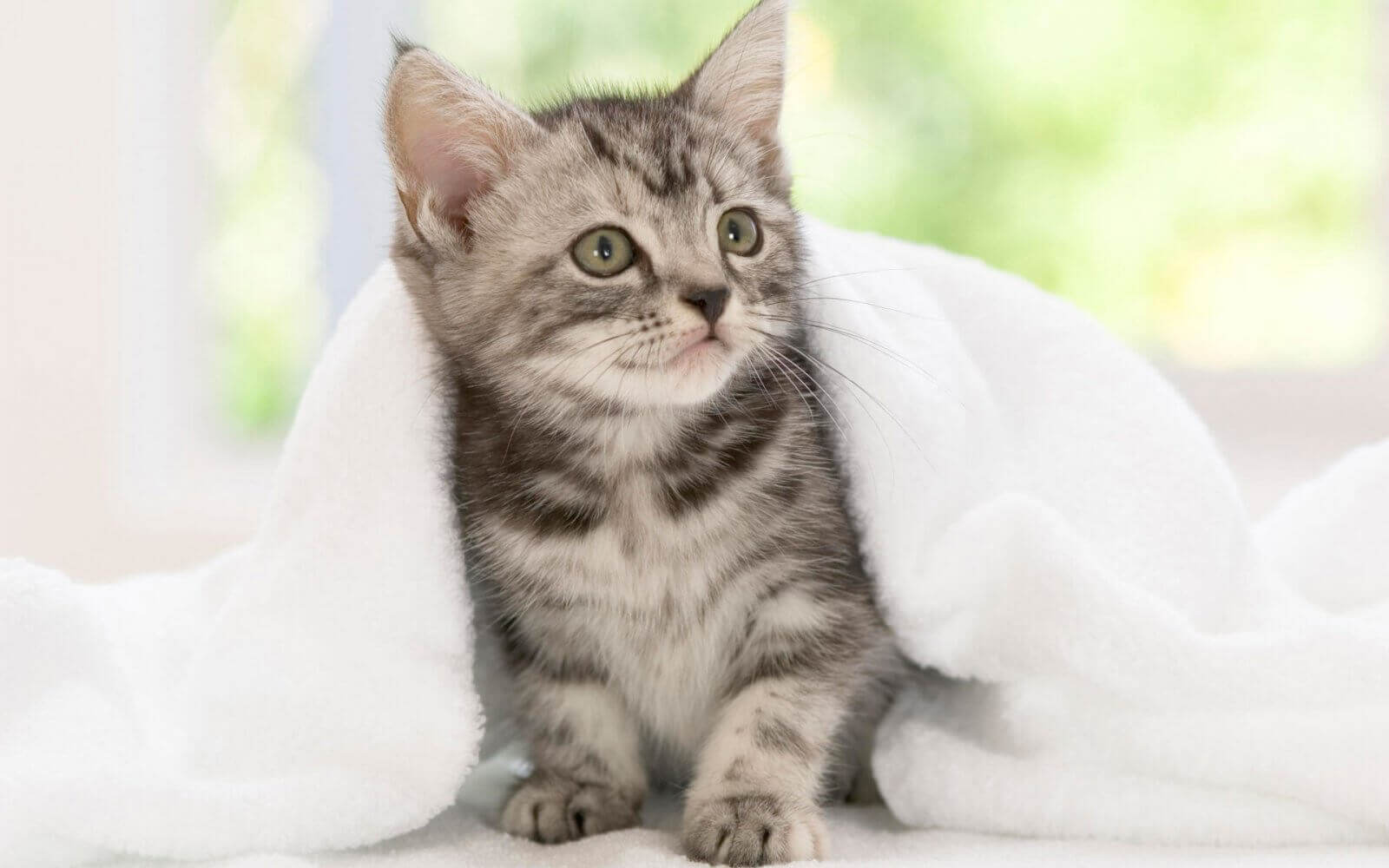 un gattino tra le lenzuola