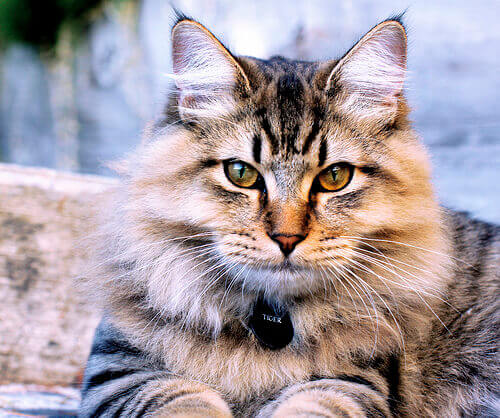 un gatto a pelo lungo con gli occhi gialli