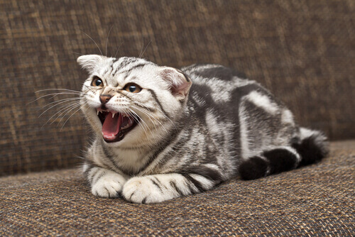 un gatto arrabbiato miagola sul divano