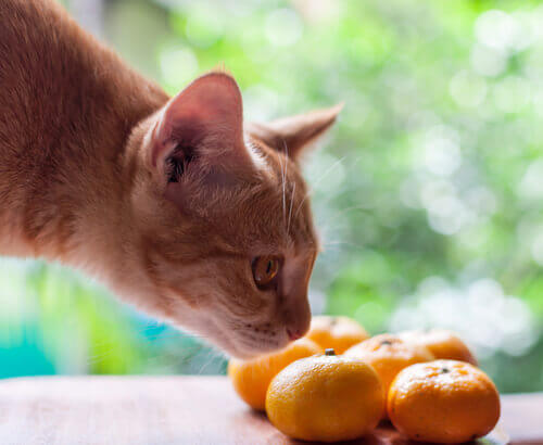 un gatto che annusa dei mandarini