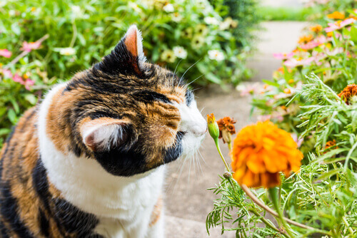 Gatto che annusa un fiore arancione