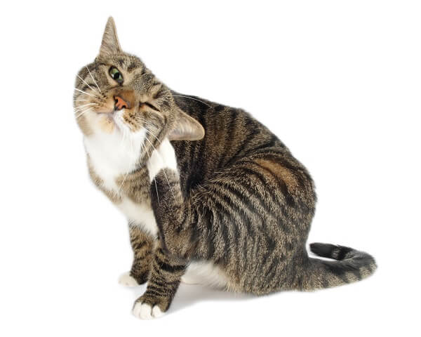un gatto che si gratta con la zampetta posteriore