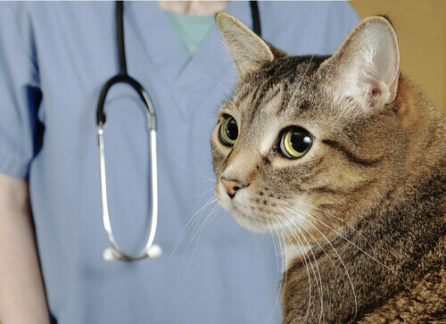 un gatto durante una visita dal veterinario