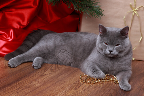 un gatto grigio sdraiato con una collana tra le zampe