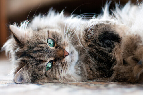 un gatto persiano sdraiato di lato sul divano