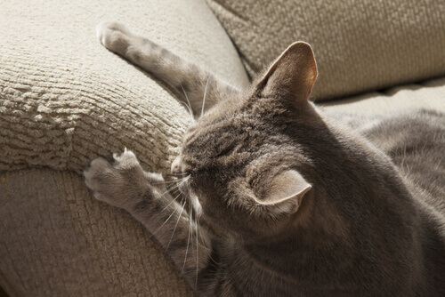 un gatto ribelle graffia i bordi di un divano